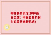 柳林县白灵芝(柳林县白灵芝：中医名贵药材为农民带来新机遇)
