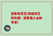 游客采灵芝(采摘灵芝的热潮：游客涌入山林寻宝)
