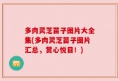 多肉灵芝苗子图片大全集(多肉灵芝苗子图片汇总，赏心悦目！)
