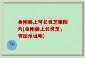 金刚藤上可长灵芝嘛图片(金刚藤上长灵芝，有图示证明)