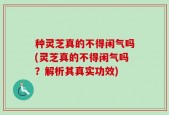 种灵芝真的不得闲气吗(灵芝真的不得闲气吗？解析其真实功效)