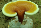 破壁灵芝孢子粉和灵芝粉有什么区别？还有人不知道吗