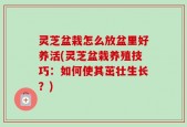 灵芝盆栽怎么放盆里好养活(灵芝盆栽养殖技巧：如何使其茁壮生长？)