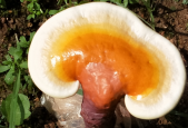 破壁灵芝孢子粉的作用是什么？你绝对不知道的这些！