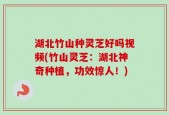 湖北竹山种灵芝好吗视频(竹山灵芝：湖北神奇种植，功效惊人！)