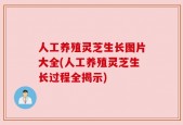 人工养殖灵芝生长图片大全(人工养殖灵芝生长过程全揭示)