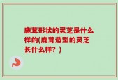 鹿茸形状的灵芝是什么样的(鹿茸造型的灵芝长什么样？)