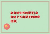 皂角树生长的灵芝(皂角树上长出灵芝的神奇现象)