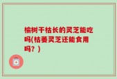 榆树干枯长的灵芝能吃吗(枯萎灵芝还能食用吗？)