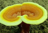 吃灵芝孢子粉有哪些好处？看了才知道自己错过了什么！