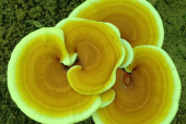 灵芝孢子粉谁家的最正宗？这款品牌当仁不让！