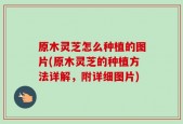 原木灵芝怎么种植的图片(原木灵芝的种植方法详解，附详细图片)