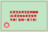 红灵芝白灵芝区别图解(红灵芝和白灵芝有何不同？区别一目了然)
