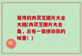 祖传的肉灵芝图片大全大图(肉灵芝图片大合集，总有一张撩动你的味蕾！)