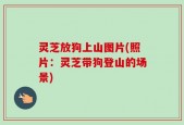 灵芝放狗上山图片(照片：灵芝带狗登山的场景)