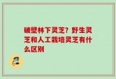 破壁林下灵芝？野生灵芝和人工栽培灵芝有什么区别