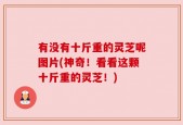 有没有十斤重的灵芝呢图片(神奇！看看这颗十斤重的灵芝！)