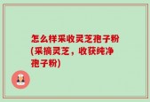 怎么样采收灵芝孢子粉(采摘灵芝，收获纯净孢子粉)
