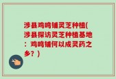 涉县鸡鸣铺灵芝种植(涉县探访灵芝种植基地：鸡鸣铺何以成灵药之乡？)