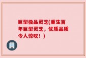 巨型极品灵芝(重生百年巨型灵芝，优质品质令人惊叹！)