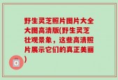 野生灵芝照片图片大全大图高清版(野生灵芝壮观景象，这些高清照片展示它们的真正美丽)