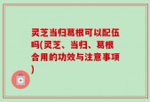 灵芝当归葛根可以配伍吗(灵芝、当归、葛根合用的功效与注意事项)