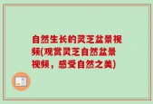自然生长的灵芝盆景视频(观赏灵芝自然盆景视频，感受自然之美)