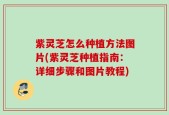 紫灵芝怎么种植方法图片(紫灵芝种植指南：详细步骤和图片教程)