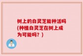 树上的白灵芝能种活吗(种植白灵芝在树上成为可能吗？)