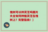 槐树可以种灵芝吗图片大全如何种植灵芝在槐树上？完整指南！)