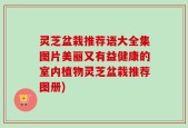 灵芝盆栽推荐语大全集图片美丽又有益健康的室内植物灵芝盆栽推荐图册)