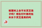板栗树上会不长灵芝孢子吗？埋在烂叶里的枯木长个灵芝是真的吗