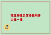 现在种植灵芝挣钱吗多少钱一棵