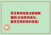 灵芝草的培育过程视频播放(从培育到成长，看灵芝草的奇妙演变)