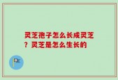 灵芝孢子怎么长成灵芝？灵芝是怎么生长的
