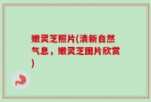 嫩灵芝照片(清新自然气息，嫩灵芝图片欣赏)