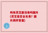所有灵芝都没毒吗图片(灵芝是否全无毒？图片揭开答案)