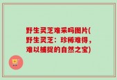 野生灵芝难采吗图片(野生灵芝：珍稀难得，难以捕捉的自然之宝)