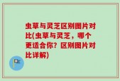虫草与灵芝区别图片对比(虫草与灵芝，哪个更适合你？区别图片对比详解)