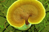 灵芝孢子粉谁家的好一点？竟然是它