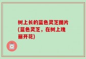 树上长的蓝色灵芝图片(蓝色灵芝，在树上瑰丽开花)