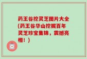 药王谷挖灵芝图片大全(药王谷华山挖掘百年灵芝珍宝集锦，震撼亮相！)