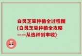白灵芝草种植全过程图(白灵芝草种植全攻略——从选种到丰收)