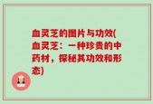 血灵芝的图片与功效(血灵芝：一种珍贵的中药材，探秘其功效和形态)