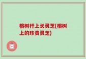 榕树杆上长灵芝(榕树上的珍贵灵芝)