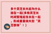 多个灵芝长大后为什么连在一起(多株灵芝长时间繁殖后生长在一起，形成重量级大型“灵芝群体”！)