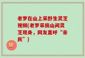 老罗在山上采野生灵芝视频(老罗采摘山间灵芝现身，网友直呼“亲民”)