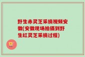 野生赤灵芝采摘视频安徽(安徽现场拍摄到野生红灵芝采摘过程)