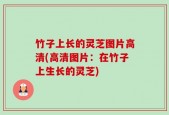 竹子上长的灵芝图片高清(高清图片：在竹子上生长的灵芝)