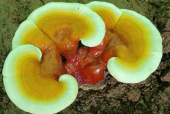 灵芝孢子粉两年了还能吃吗？保质期问题必知！